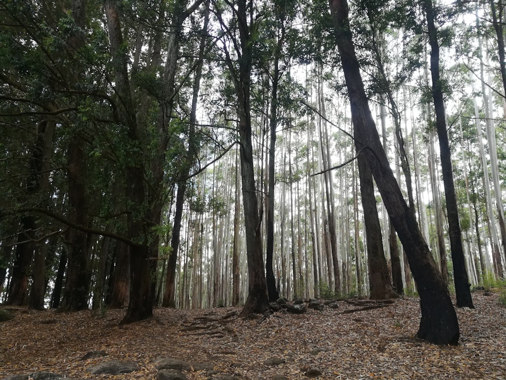 a forest filled with lots of tall trees