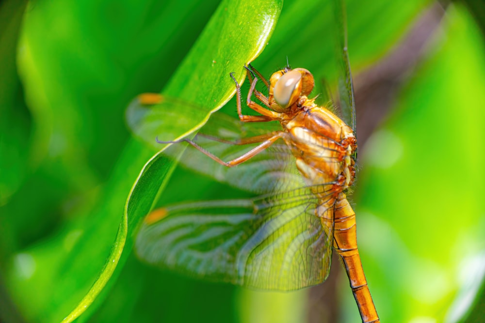 a close up of a dragonfly on a leaf