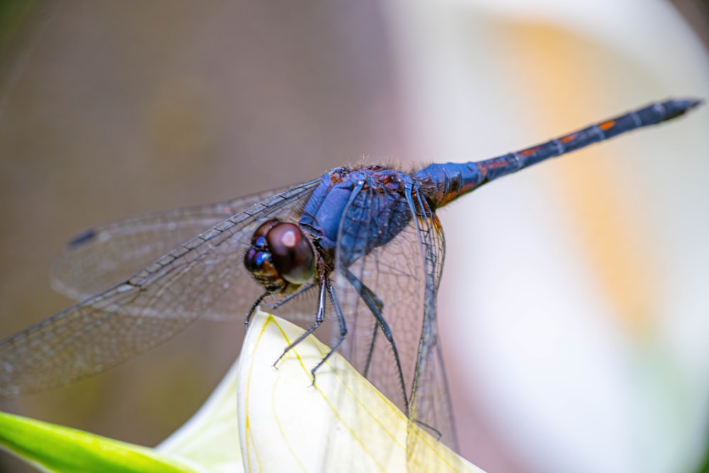a close up of a dragonfly on a flower