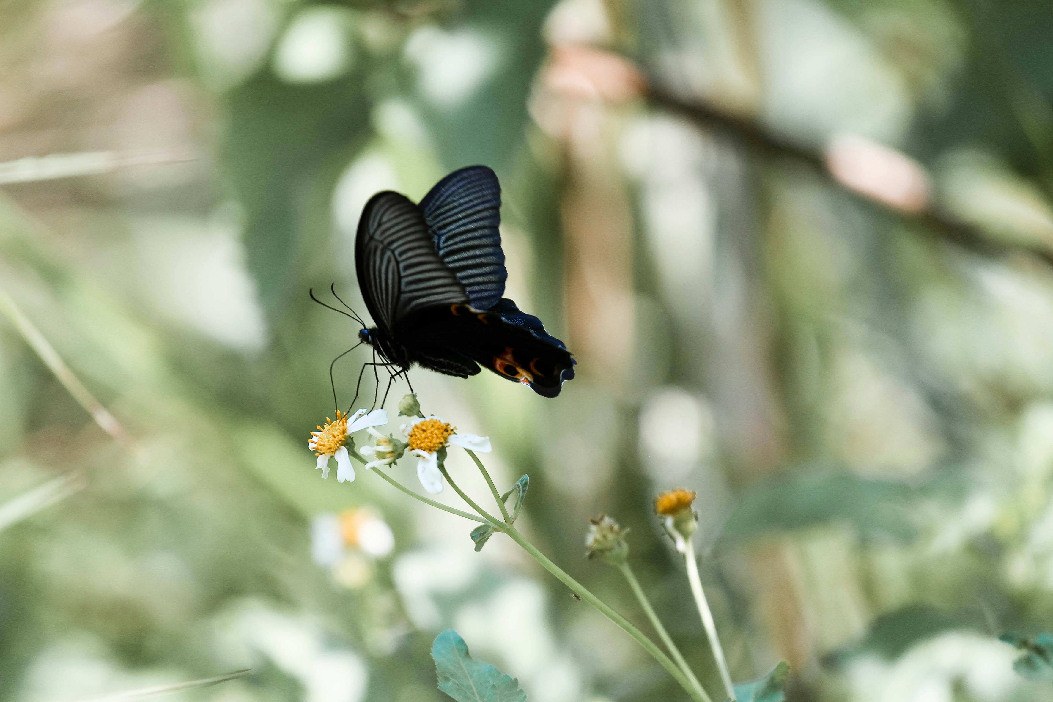 Photo by litemessmor