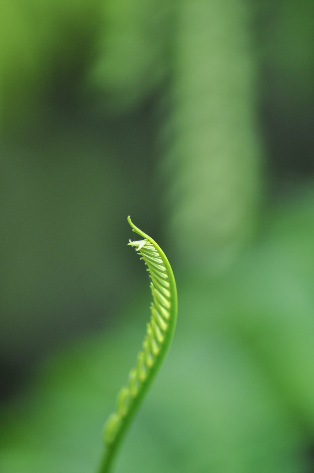 a close up of a green plant with a blurry background