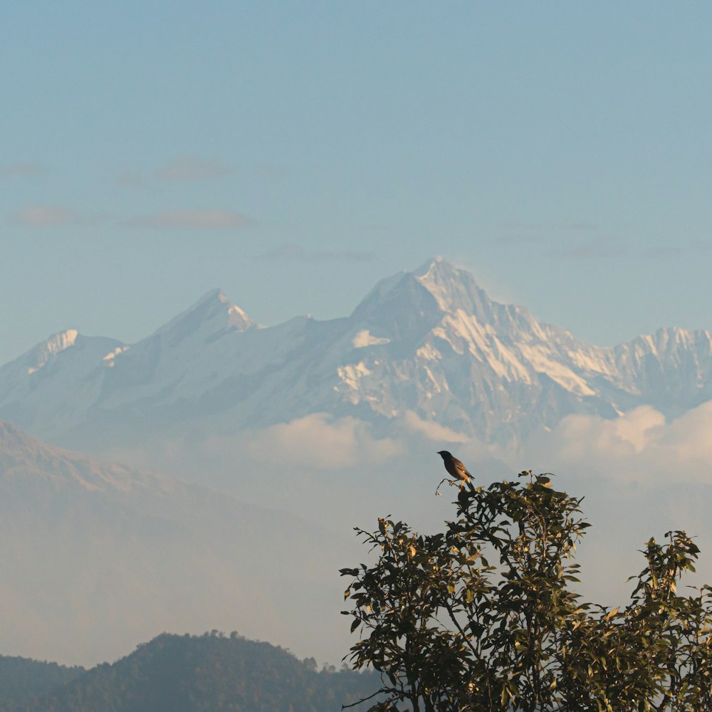 a bird sitting on top of a tree next to a mountain