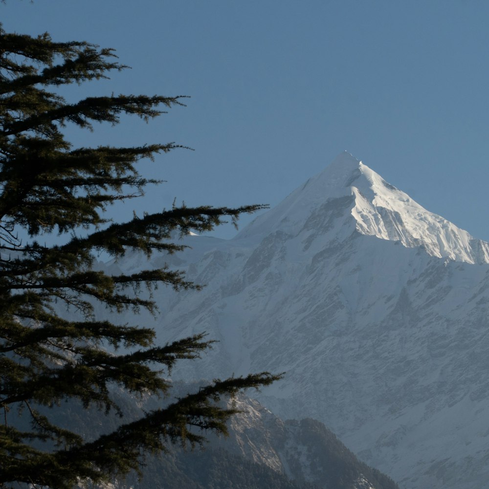 a tall snow covered mountain with trees in the foreground