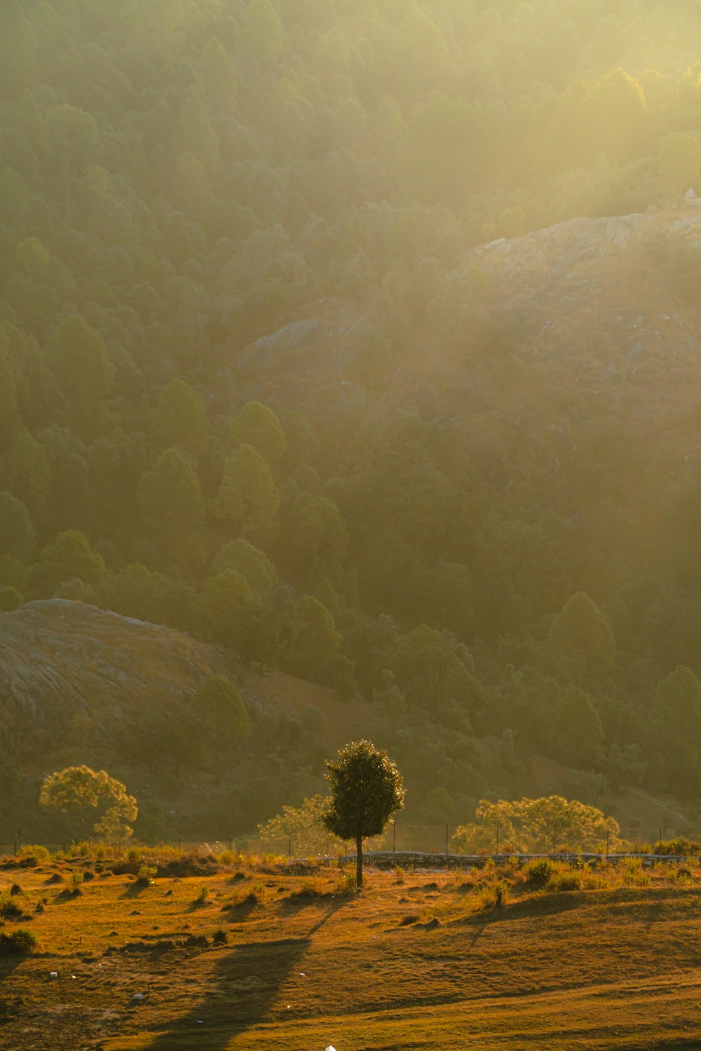 a lone tree in a field with a mountain in the background