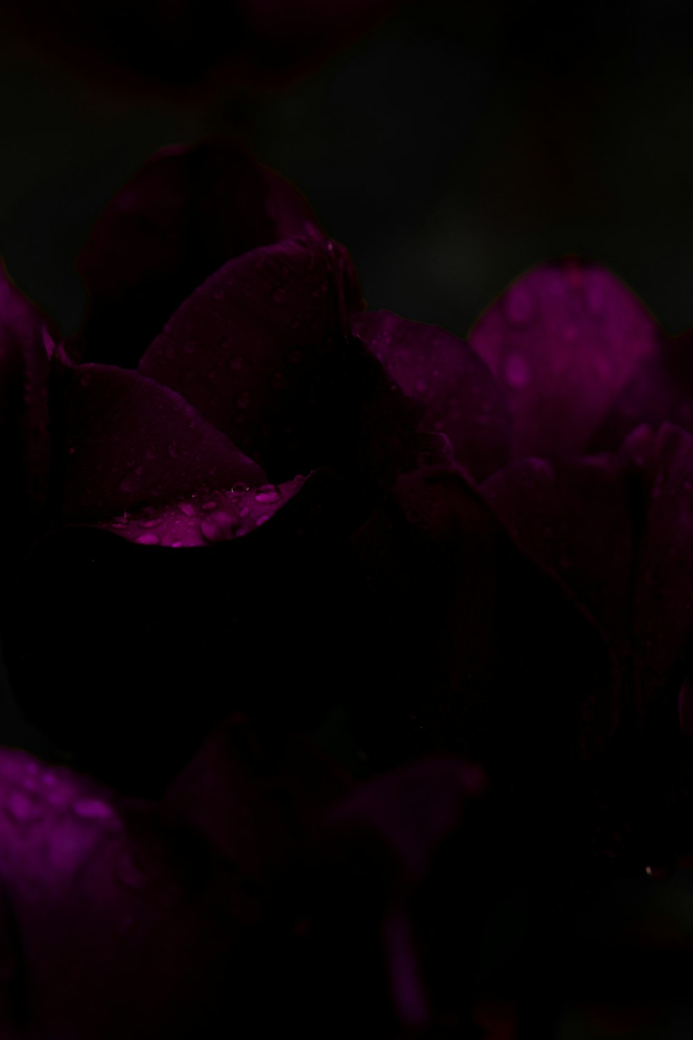 un mazzo di fiori viola con gocce d'acqua su di loro