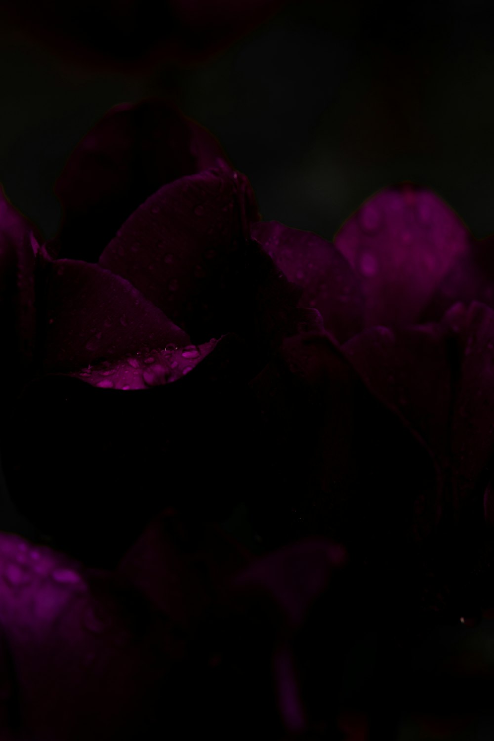 a bunch of purple flowers with water droplets on them