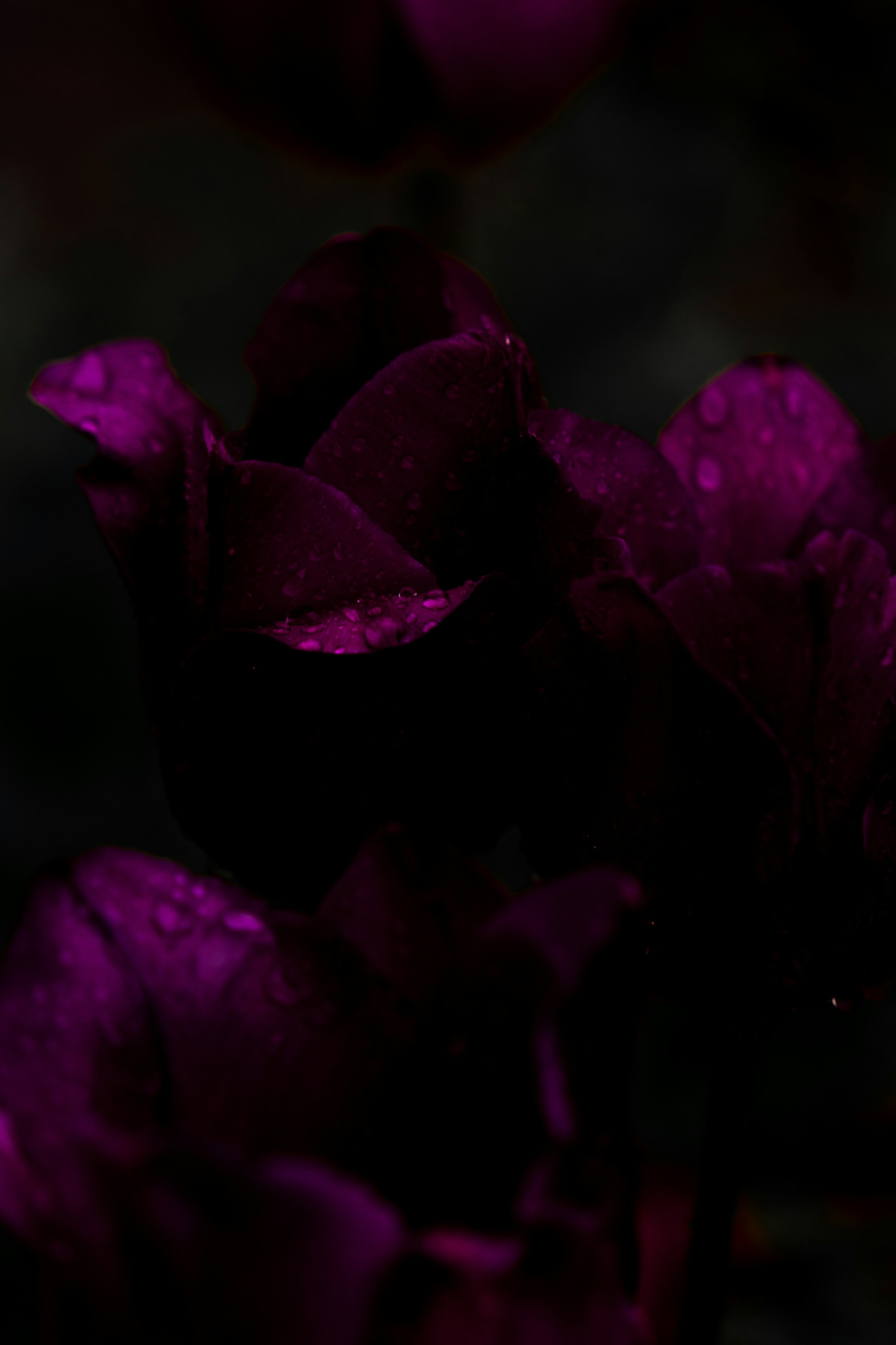 a purple flower with water droplets on it