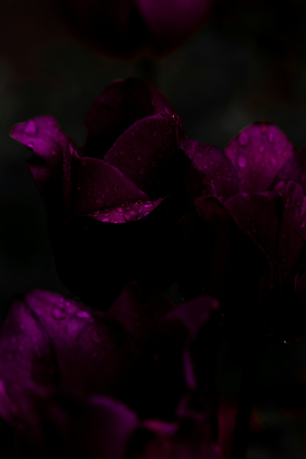 水滴がついた紫色の花