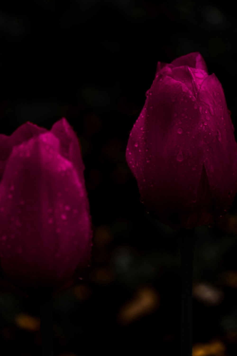 duas flores roxas com gotículas de água sobre elas