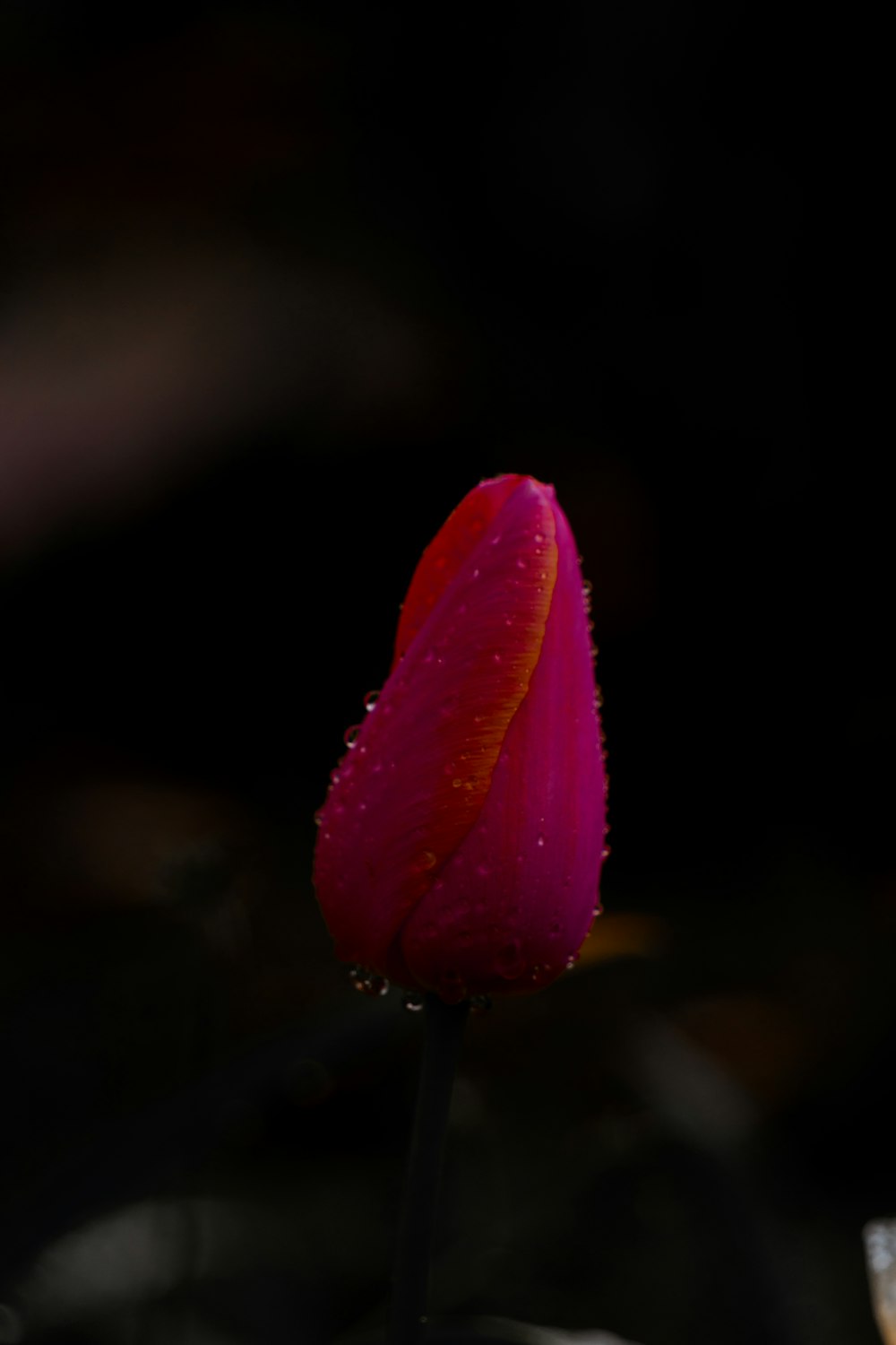 水滴が乗った一輪のピンク色の花