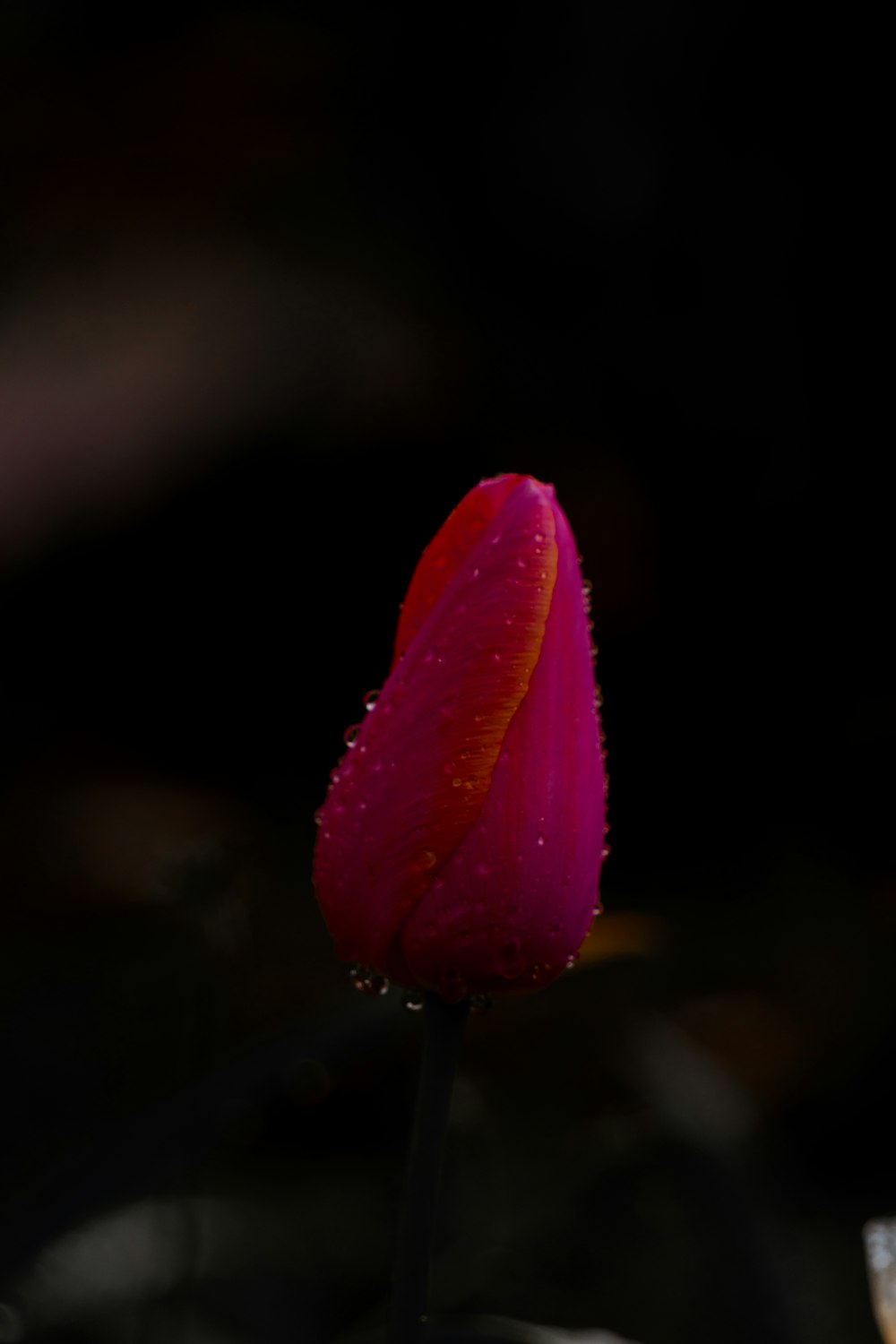 a single pink flower with water droplets on it