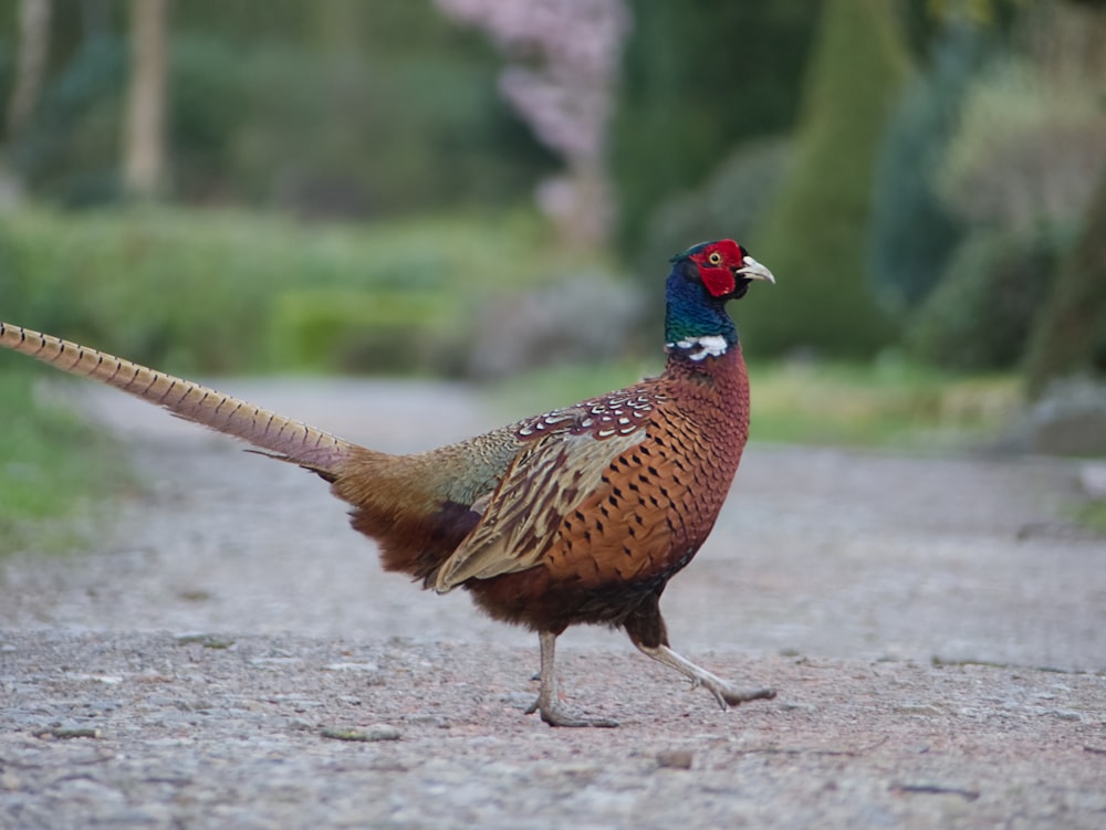 a pheasant walking across a gravel road