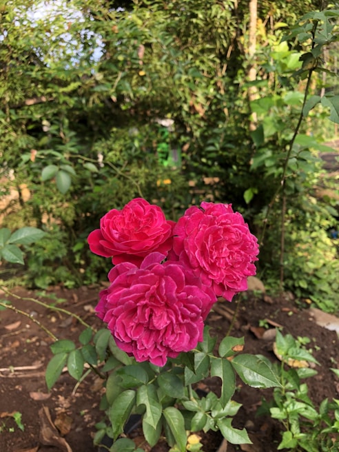 Three vibrant pink roses in full bloom with lush green leaves, set against a background of dense foliage and natural surroundings. The flowers are positioned prominently in the foreground, showcasing their multiple layers of delicate petals.
