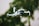 A small quadcopter drone with a camera attachment is hovering in the foreground. The background shows greenery, suggesting a natural outdoor environment with trees or plants.