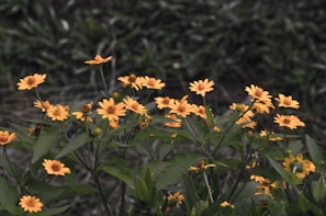 a bunch of yellow flowers in a field