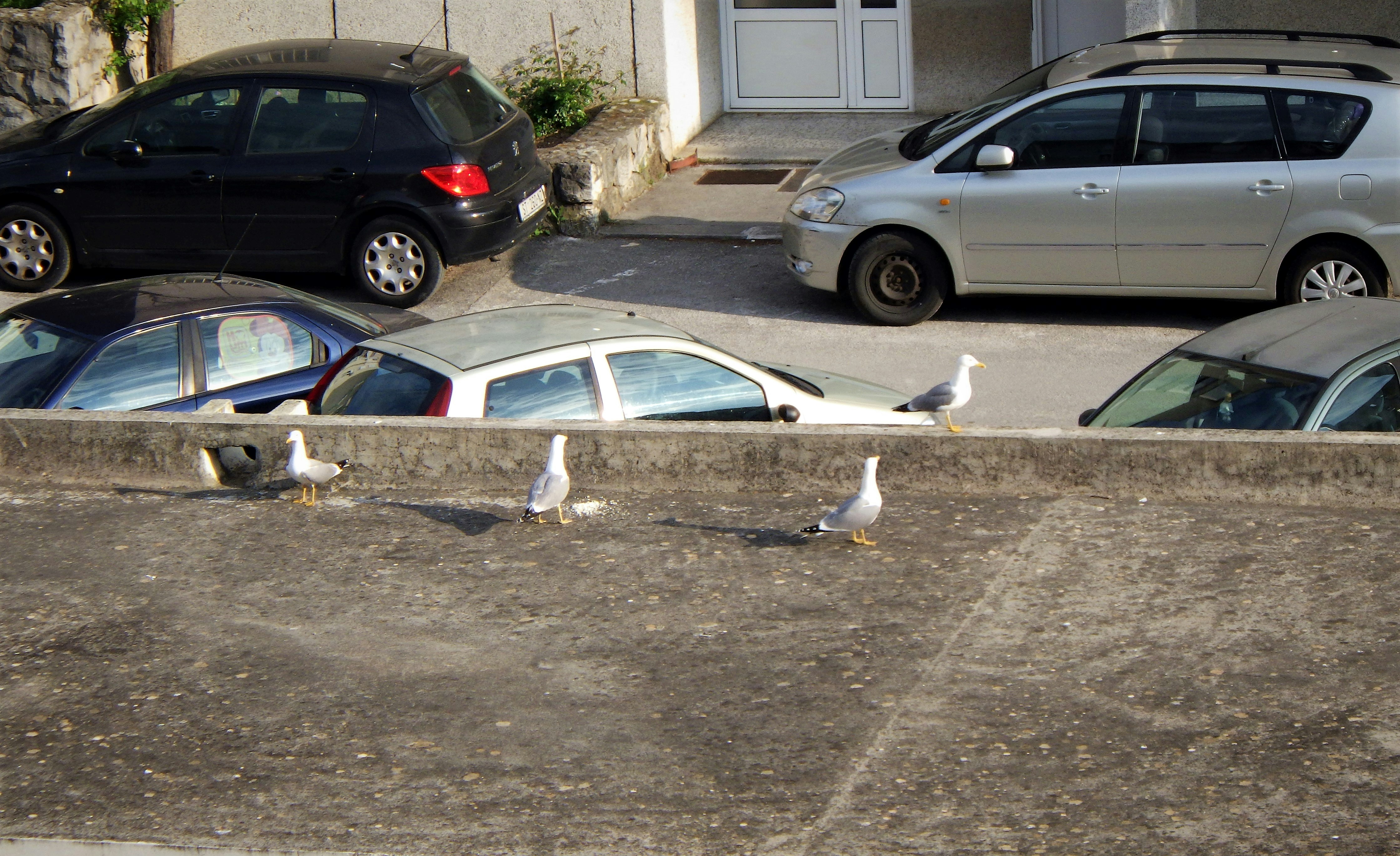 Una bandada de pájaros de pie al costado de una carretera