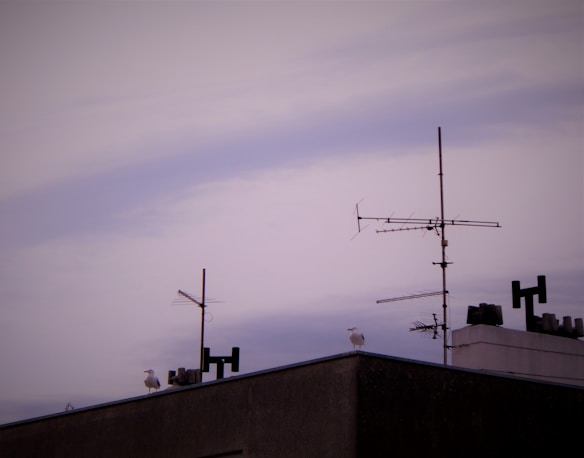 The photo depicts a rooftop scene featuring multiple television antennas against a backdrop of a cloudy sky with soft purple hues. Two white birds, likely seagulls, stand on the edge of the roof between the antennas.