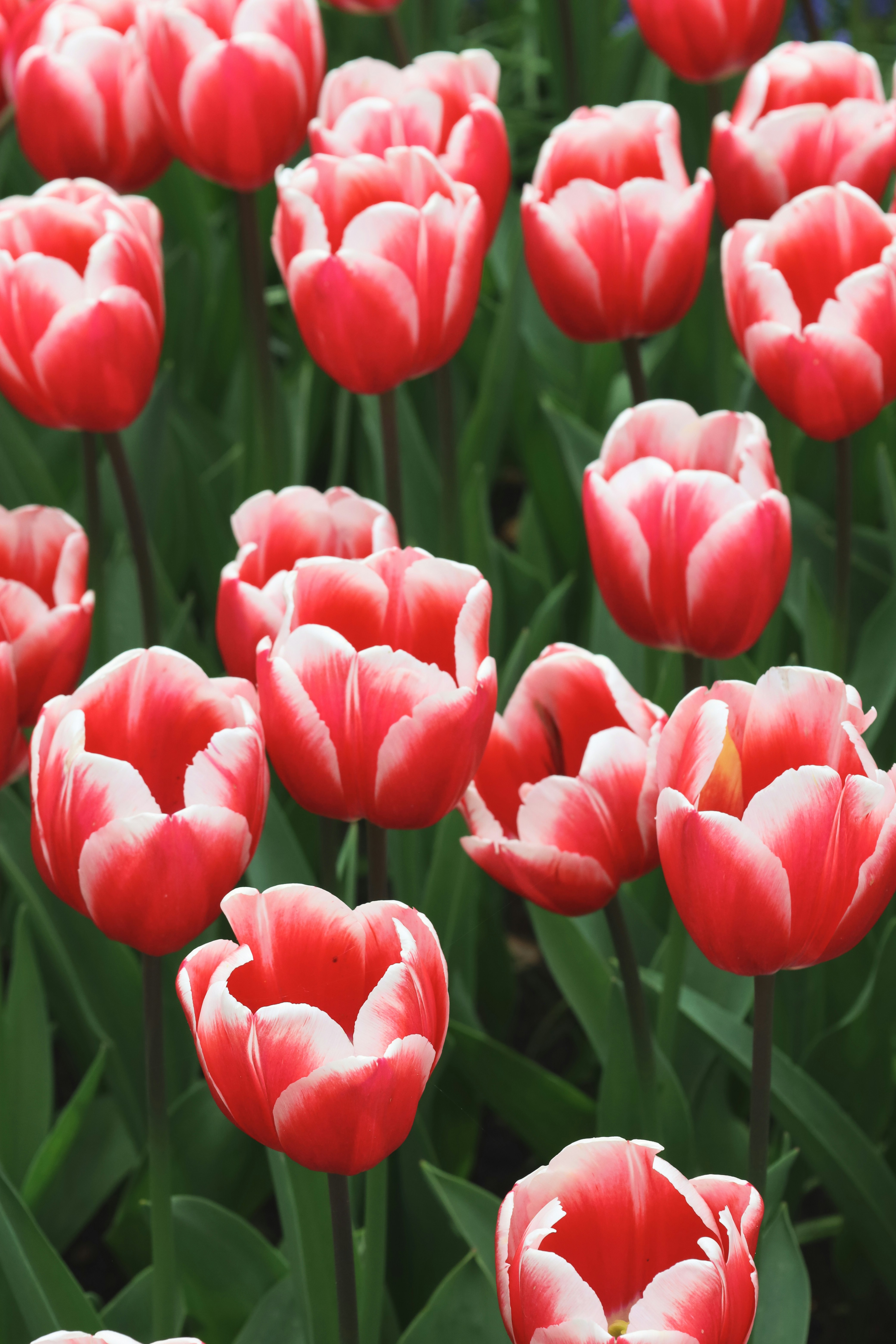 Photo by etherealwhispers