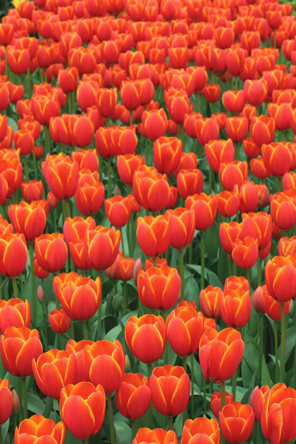 a large field of red and orange tulips