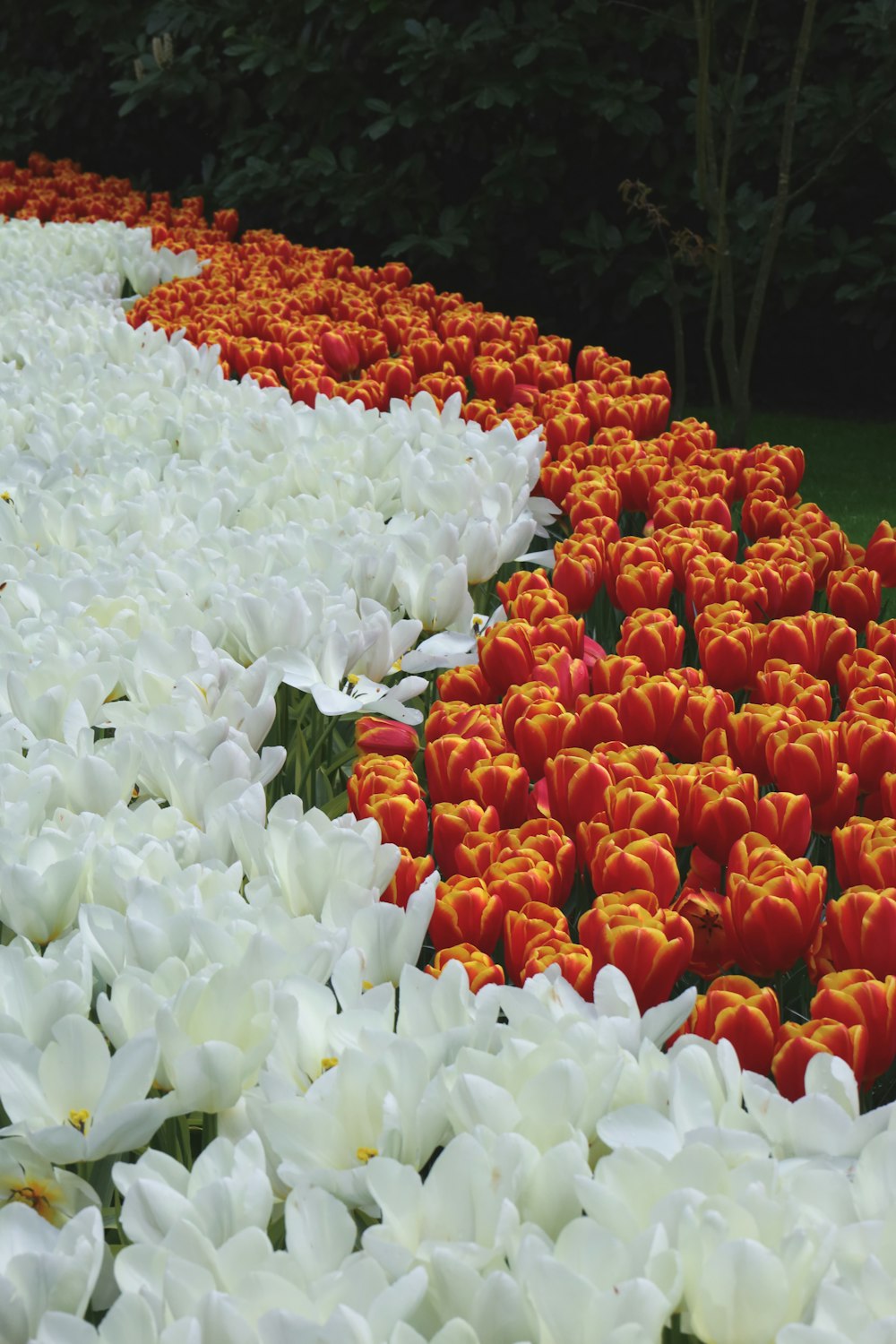 a field of white and red tulips with trees in the background