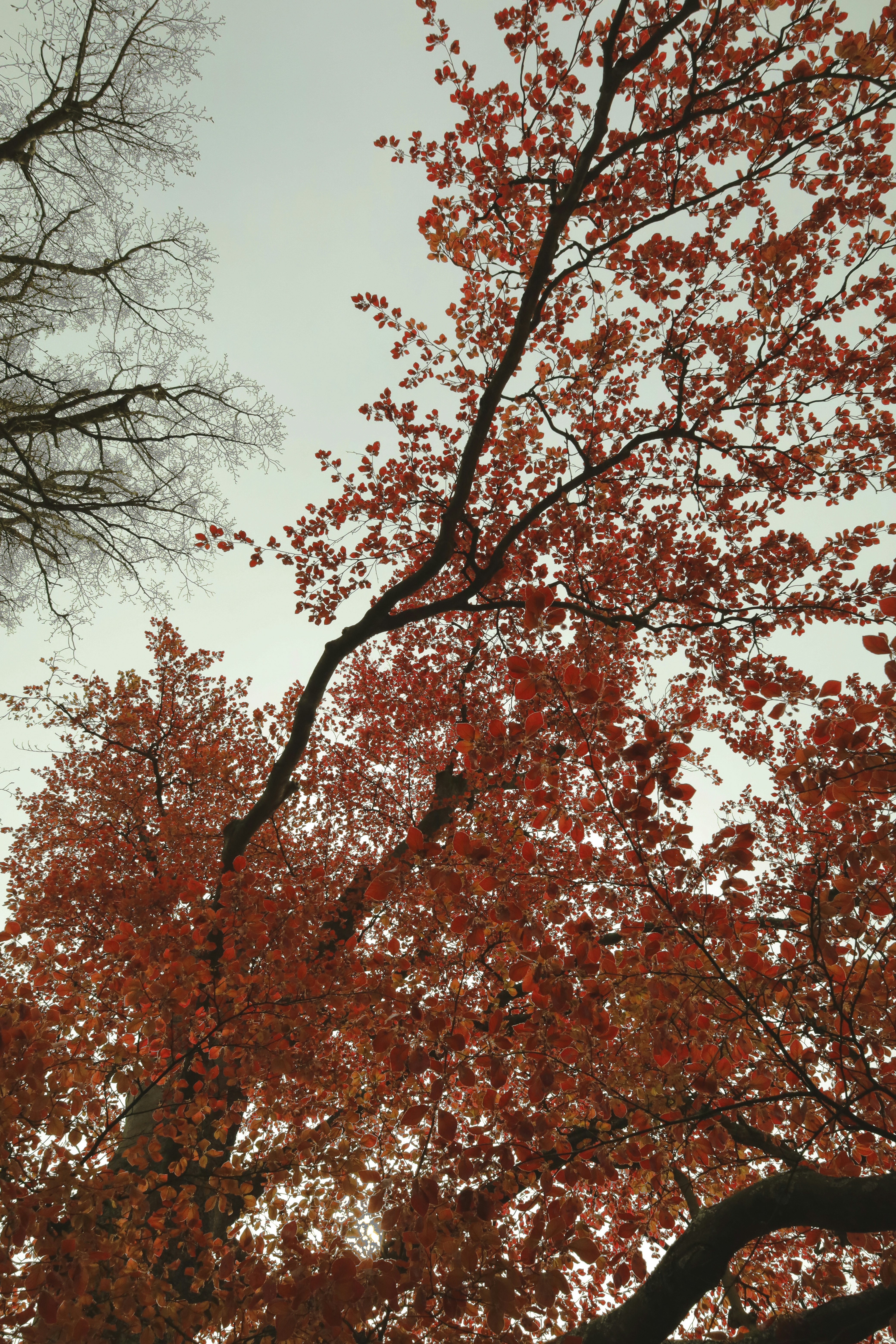 Photo by etherealwhispers