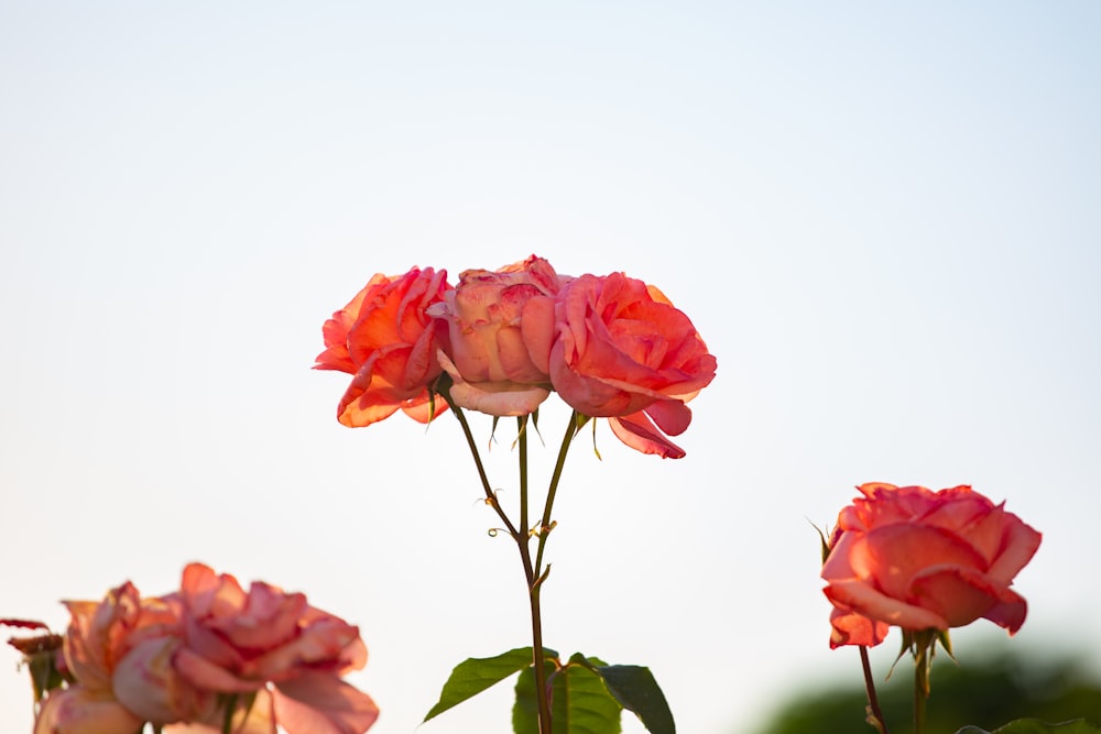 a group of pink roses sitting on top of a lush green field