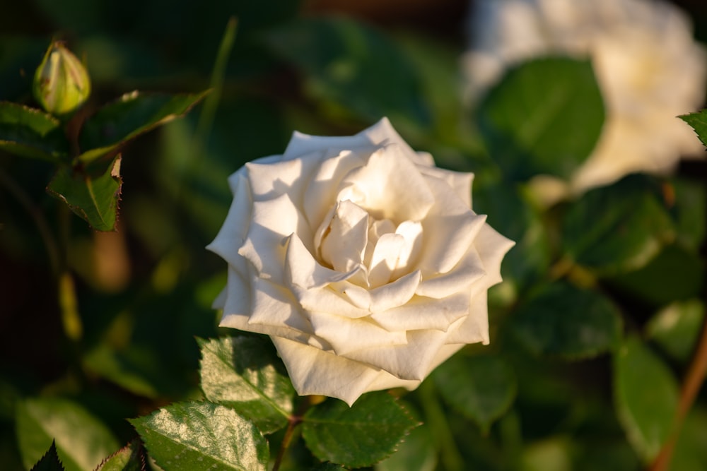 a close up of a white rose on a bush
