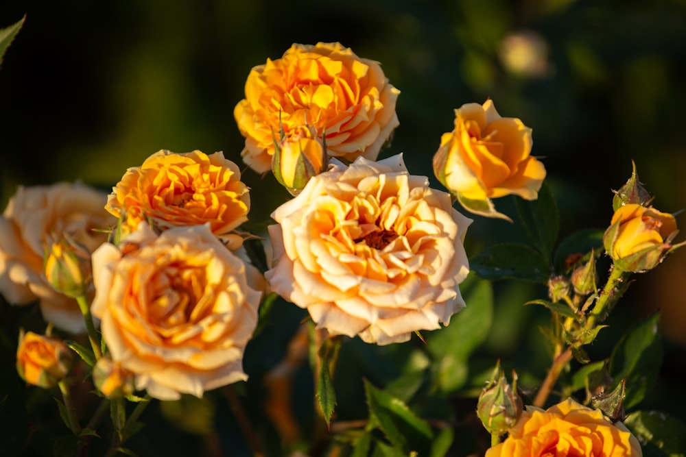 a group of yellow roses with green leaves