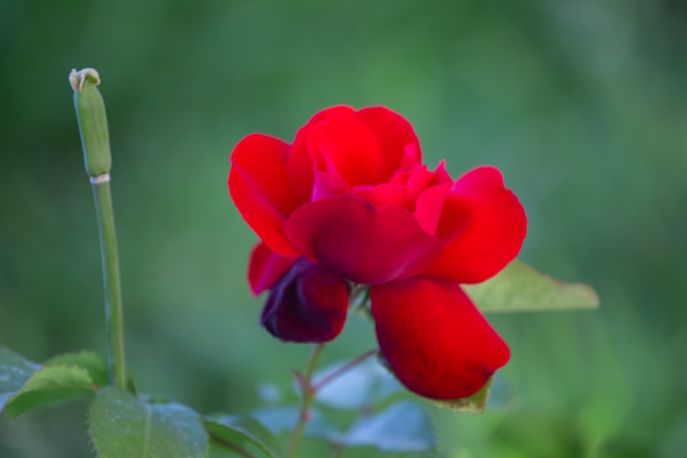 a red rose with green leaves in the foreground