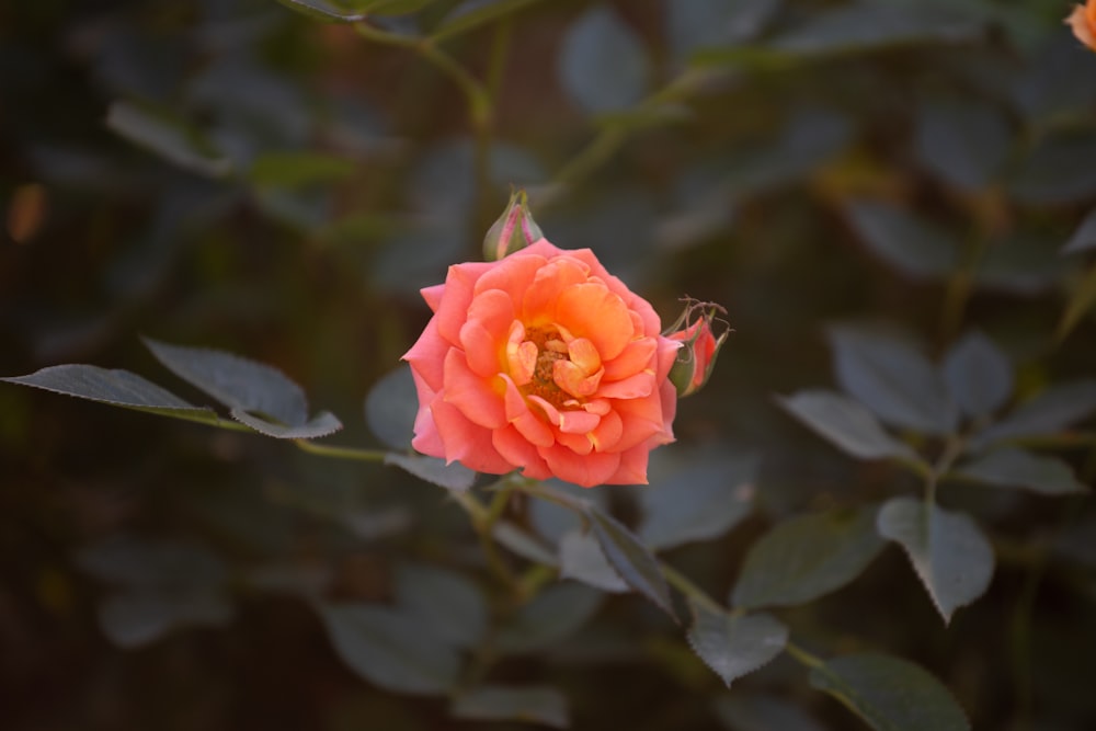 a single orange rose is blooming in a garden