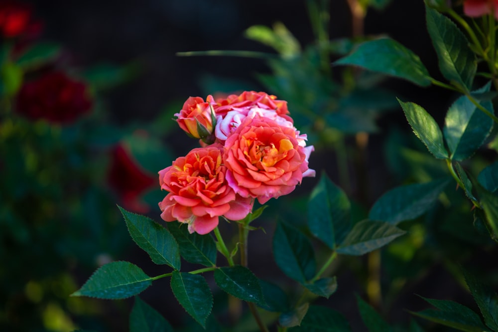 a close up of a pink flower with green leaves