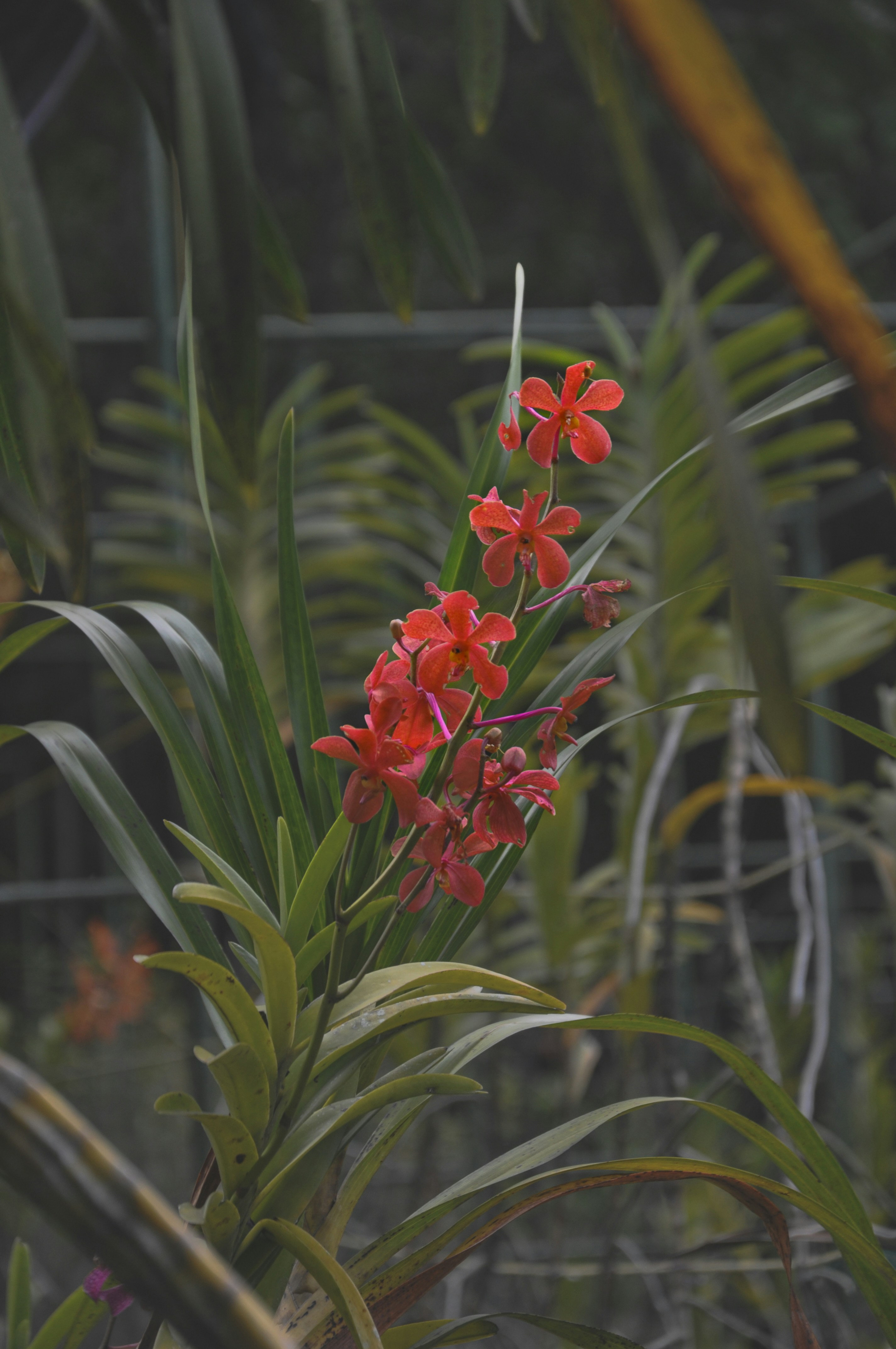un mazzo di fiori rossi che sono nell'erba
