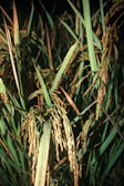 Freshly harvested non-parboiled rice stalks drying in the sun.