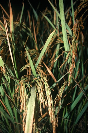 Tall green and brown stalks of rice plants with mature grains, set against a dark background. The grains hang from the stalks, indicating fullness and readiness for harvest.