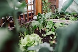 A lush garden scene featuring a variety of leafy green vegetables growing in rich soil. Wooden trellis structures support the plants, and there's an array of large, healthy leaves. The foreground is slightly blurred, highlighting the vibrant growth in the middle. The lighting suggests a natural, serene environment, likely in a greenhouse or backyard garden.
