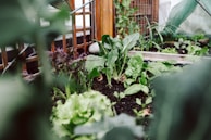 A lush garden scene featuring a variety of leafy green vegetables growing in rich soil. Wooden trellis structures support the plants, and there's an array of large, healthy leaves. The foreground is slightly blurred, highlighting the vibrant growth in the middle. The lighting suggests a natural, serene environment, likely in a greenhouse or backyard garden.