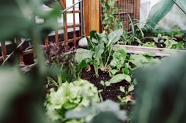 A lush garden scene featuring a variety of leafy green vegetables growing in rich soil. Wooden trellis structures support the plants, and there's an array of large, healthy leaves. The foreground is slightly blurred, highlighting the vibrant growth in the middle. The lighting suggests a natural, serene environment, likely in a greenhouse or backyard garden.