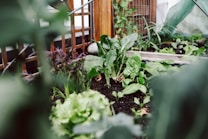 A lush garden scene featuring a variety of leafy green vegetables growing in rich soil. Wooden trellis structures support the plants, and there's an array of large, healthy leaves. The foreground is slightly blurred, highlighting the vibrant growth in the middle. The lighting suggests a natural, serene environment, likely in a greenhouse or backyard garden.