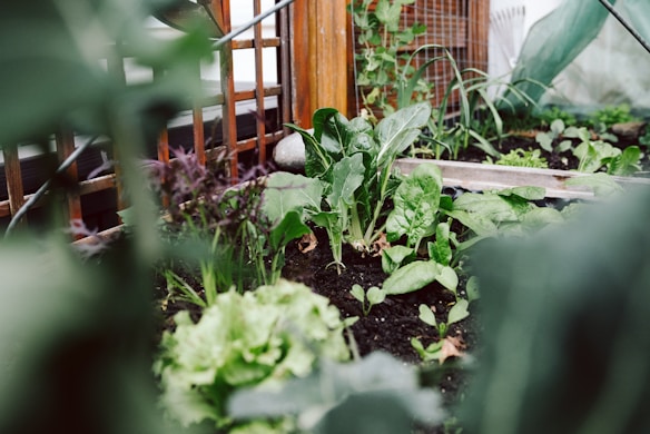 A lush garden scene featuring a variety of leafy green vegetables growing in rich soil. Wooden trellis structures support the plants, and there's an array of large, healthy leaves. The foreground is slightly blurred, highlighting the vibrant growth in the middle. The lighting suggests a natural, serene environment, likely in a greenhouse or backyard garden.