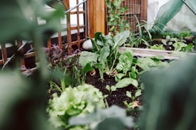 A lush garden scene featuring a variety of leafy green vegetables growing in rich soil. Wooden trellis structures support the plants, and there's an array of large, healthy leaves. The foreground is slightly blurred, highlighting the vibrant growth in the middle. The lighting suggests a natural, serene environment, likely in a greenhouse or backyard garden.