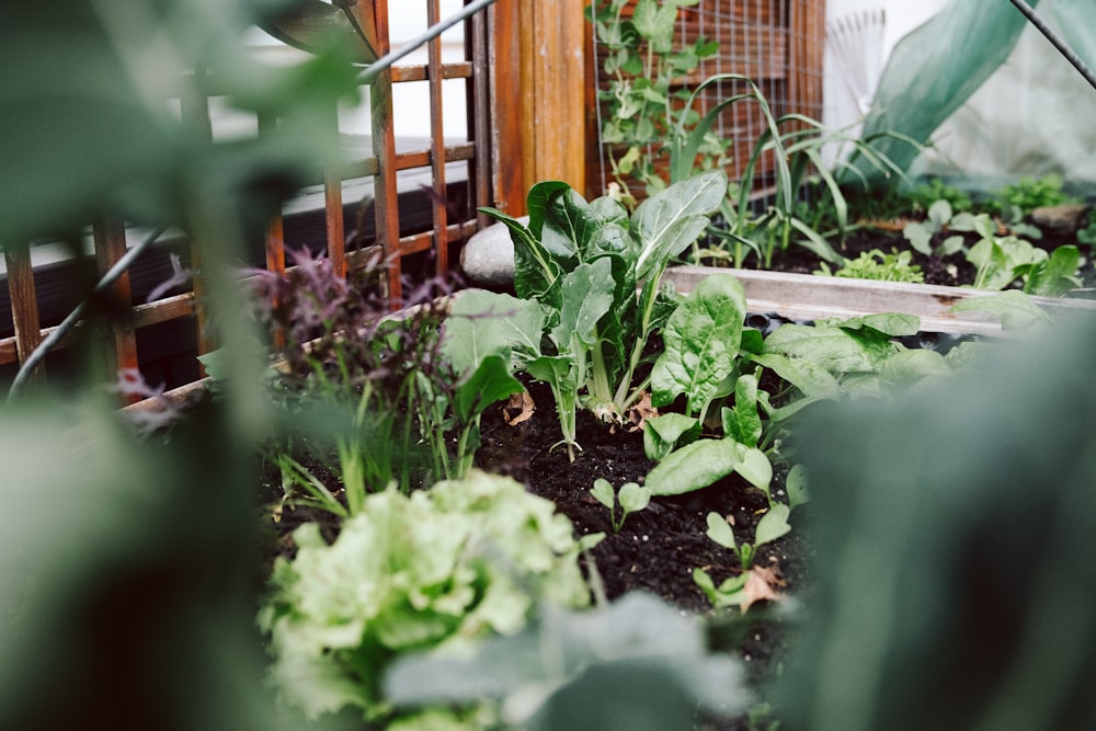 Un giardino pieno di tante piante verdi