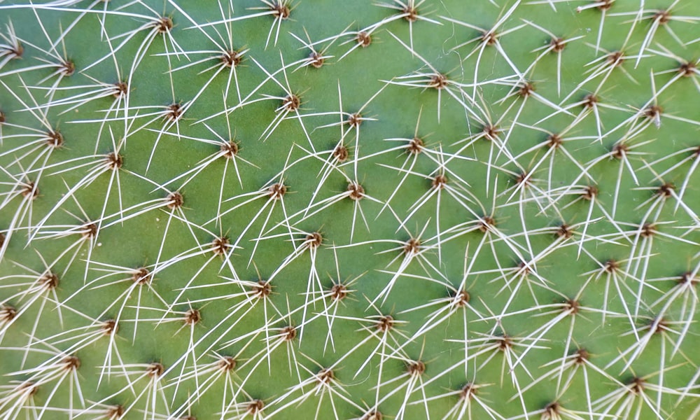 a close up of a green cactus with long needles