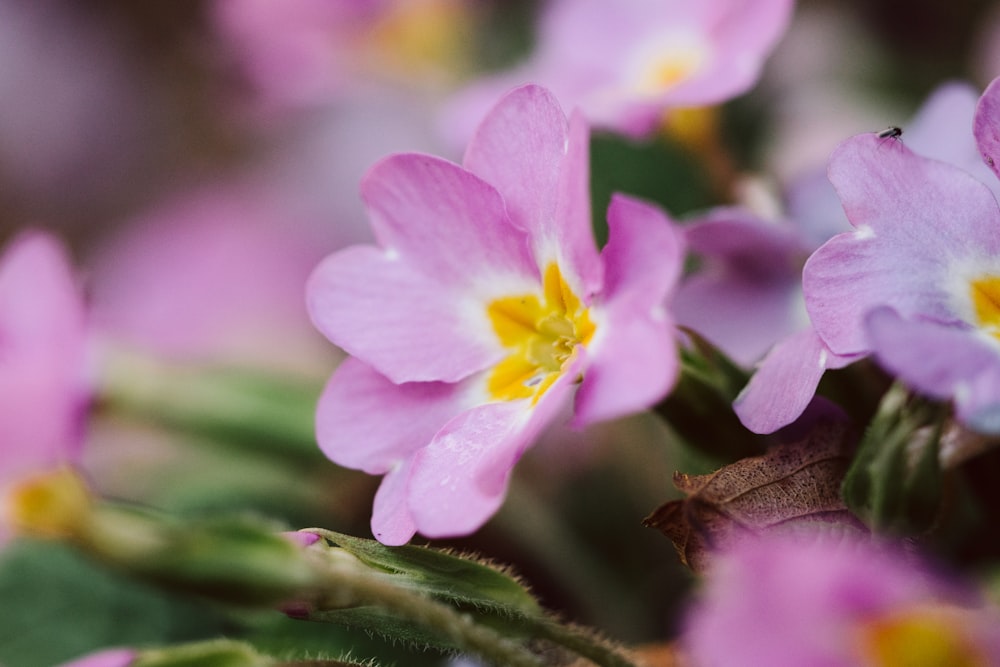 a group of pink flowers with yellow centers