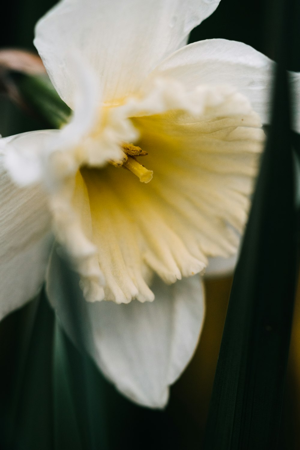 eine Nahaufnahme einer weißen Blume mit einem gelben Zentrum