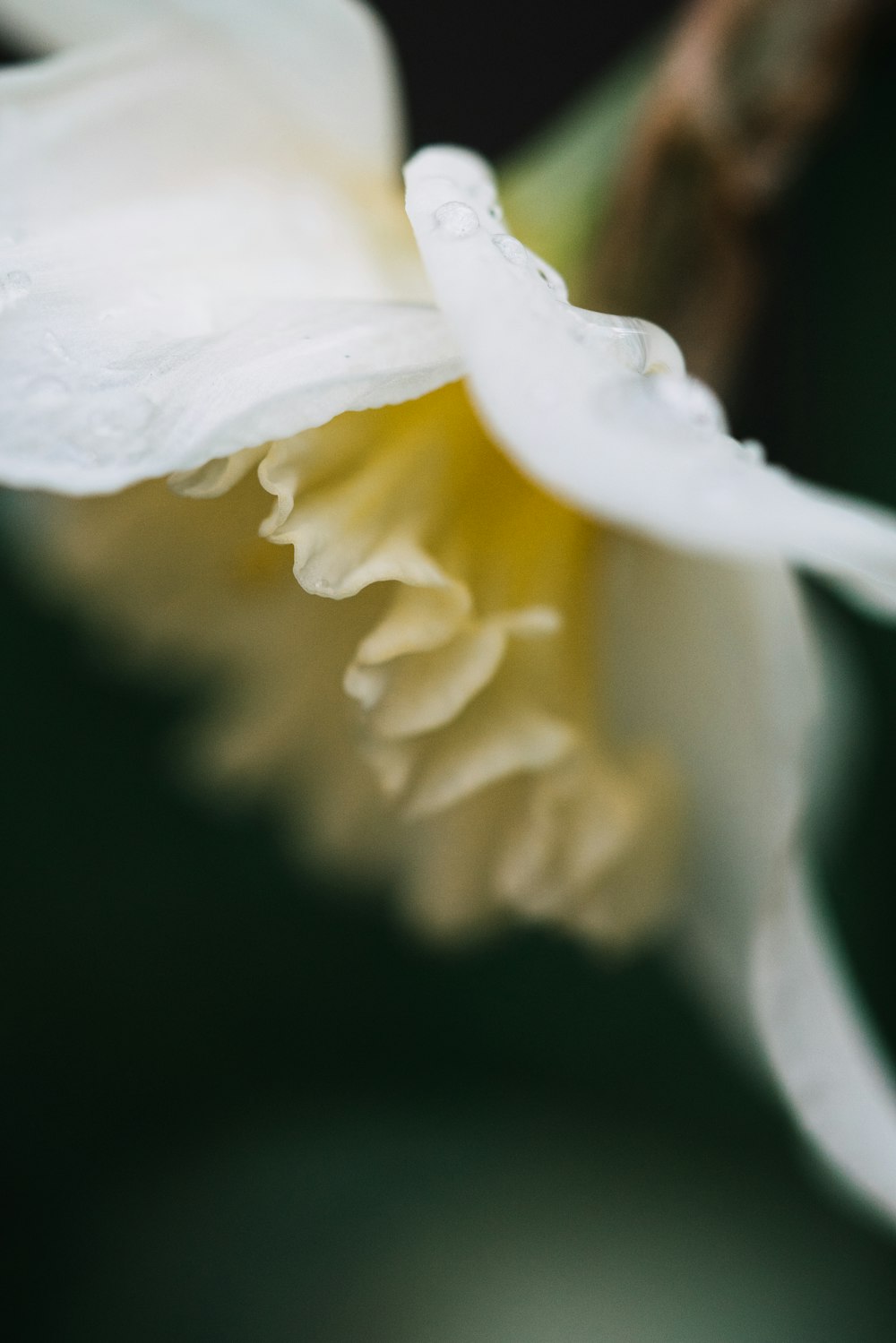 uma flor branca com gotículas de água sobre ela