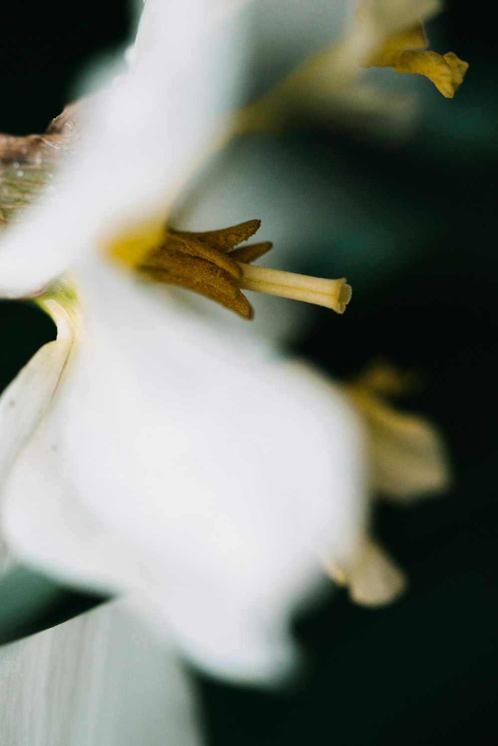 a close up of a white flower with yellow stamen