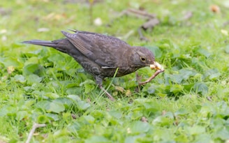 A bird with dark feathers is standing on a grassy ground, holding a worm in its beak. The grass is lush and green, with some small leaves visible.