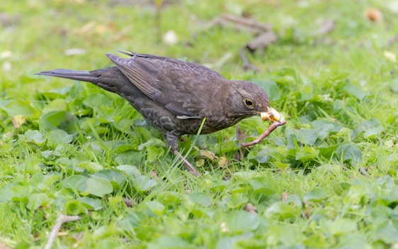 A bird with dark feathers is standing on a grassy ground, holding a worm in its beak. The grass is lush and green, with some small leaves visible.