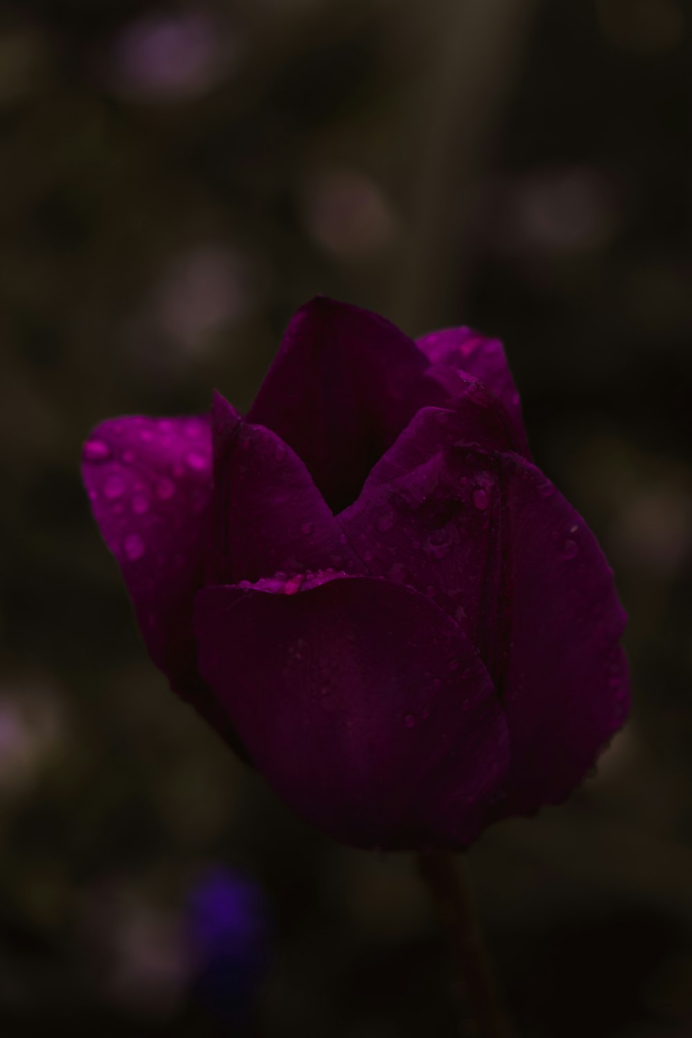 eine lila Blume mit Wassertropfen darauf
