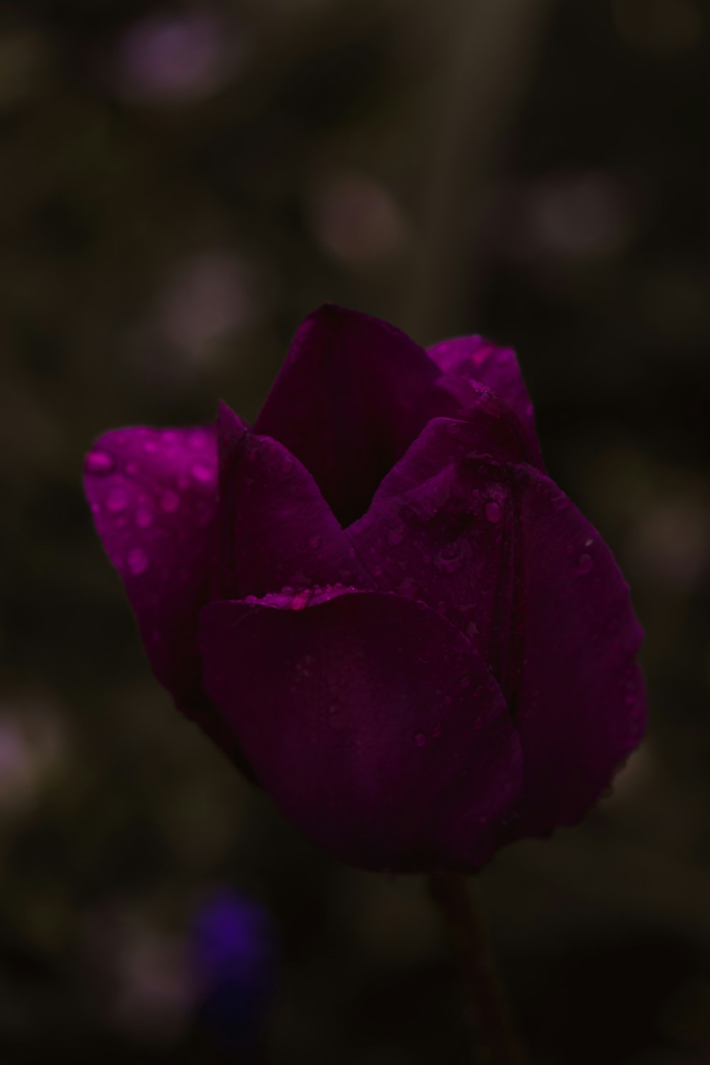 a purple flower with water droplets on it